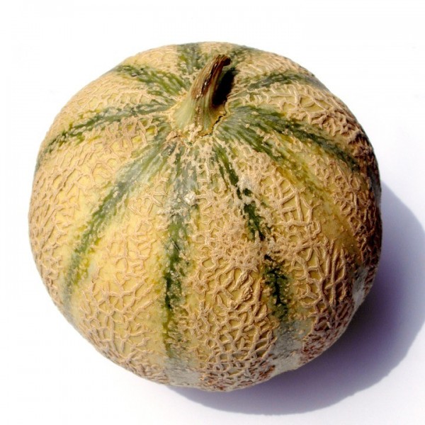 Melon 2